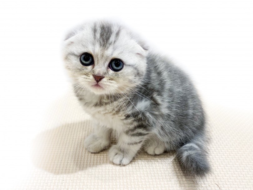 スコティッシュフォールド 垂れ耳 まる顔 人気カラーブルータビーの登場 マルワンblog ペットショップ マルワン 小さめ子犬 美形な子猫 初心者安心のサポート