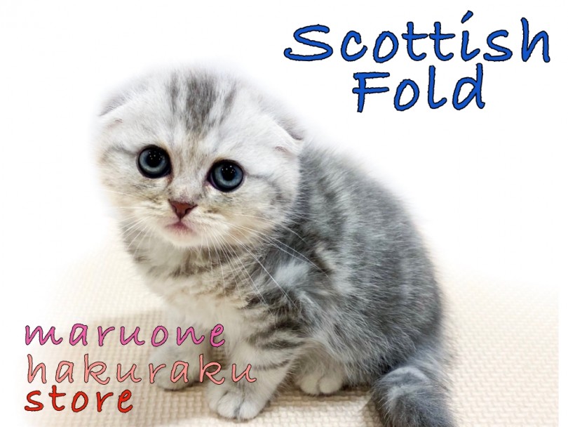 スコティッシュフォールド 垂れ耳 まる顔 人気カラーブルータビーの登場 マルワンblog ペットショップ マルワン 小さめ子犬 美形な子猫 初心者安心のサポート