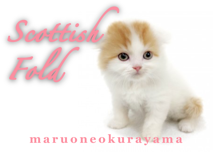 スコティッシュフォールド 】ゴールドの瞳が美しいとても甘えん坊な妹スコちゃん | マルワンBLOG | ペットショップ マルワン 小さめ子犬  美形な子猫 初心者安心のサポート