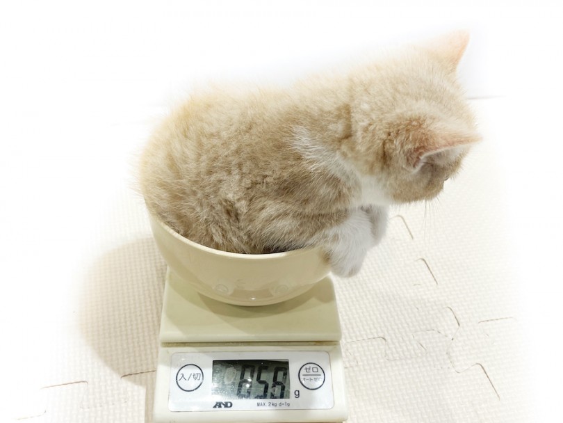成猫時には5.5kg前後を予想 | ブリティッシュショートヘア （11840） - 横浜 白楽店