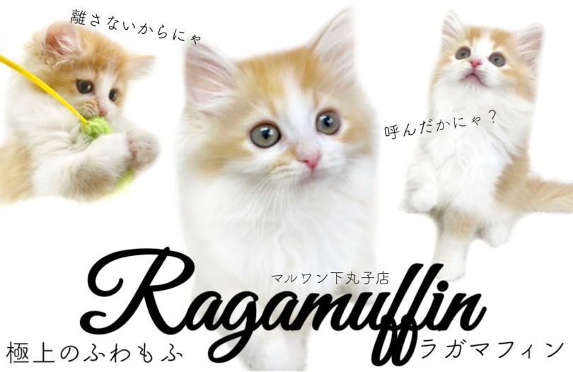 【 ラガマフィン 】猫界のテディベア登場！ふわふわな被毛と極甘な性格は究極の癒し