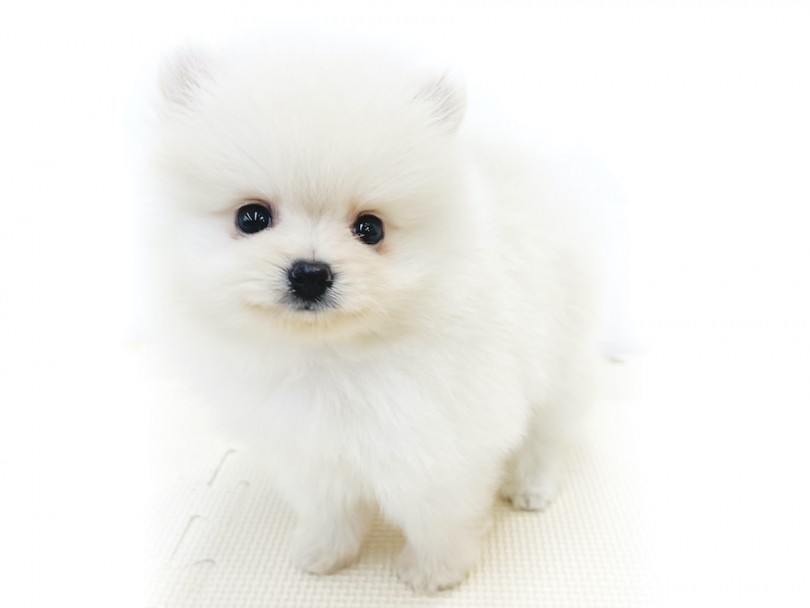 ポメラニアン 小さめの白タヌキポメ 極上の可愛さ 笑顔を持つアイドル犬 マルワンblog ペットショップ マルワン 小さめ子犬 美形な子猫 初心者安心のサポート