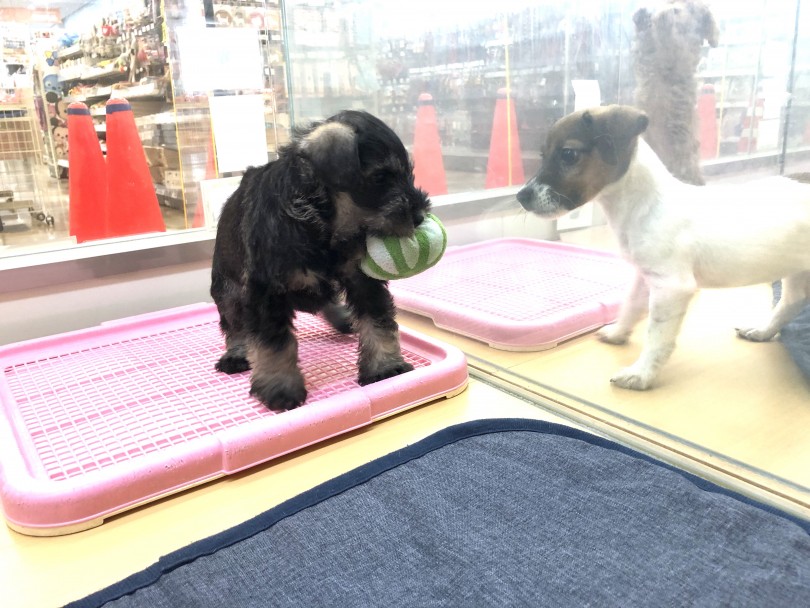 おもちゃで遊ぶのが大好きなシュナウザーくん | ミニチュア・シュナウザー （118563） - 城山店