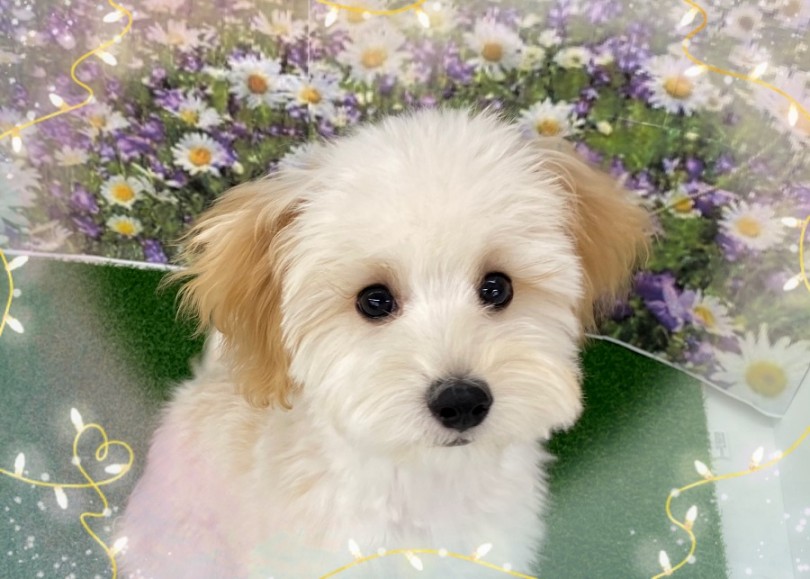 ドワーフ体型が魅力の生後5ヶ月のマルプーちゃん | MIX犬 マルプー （311999） - 港北ニュータウン店