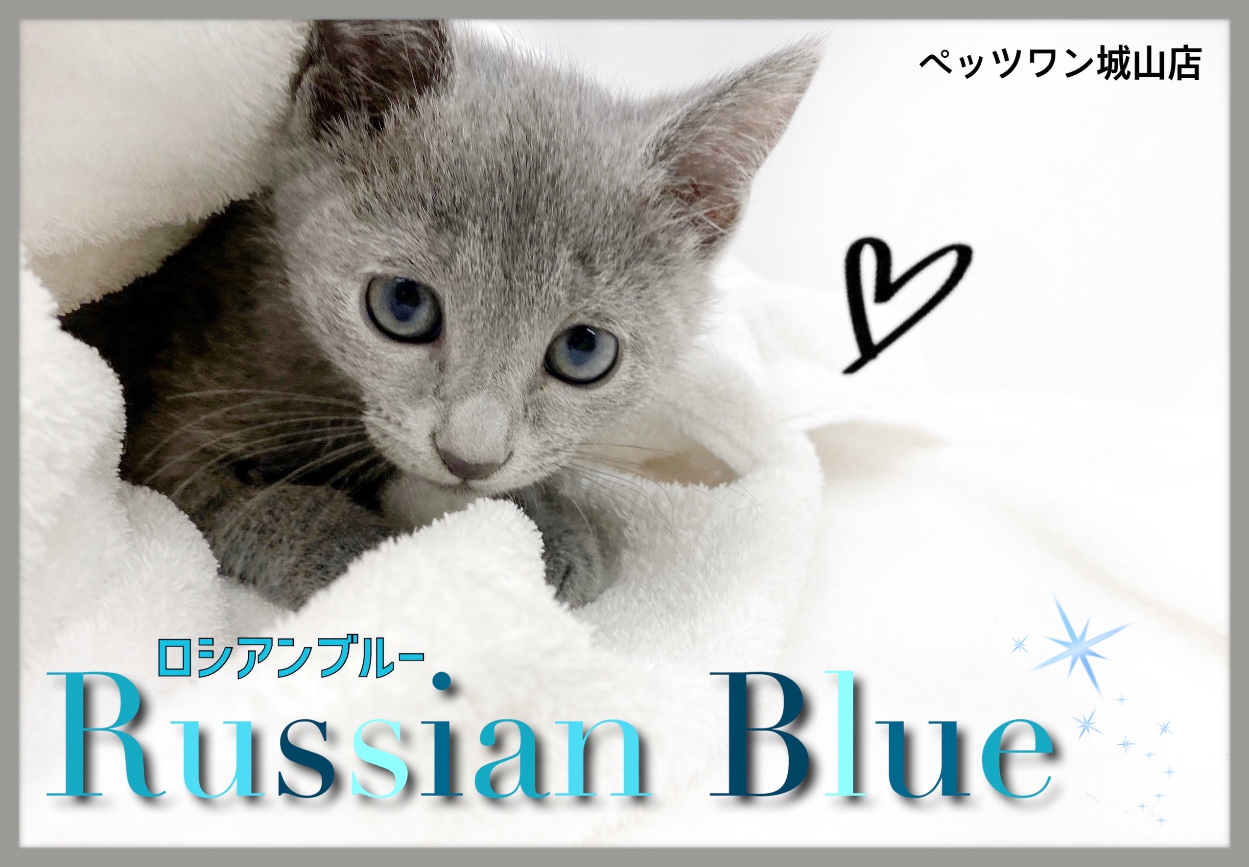 ロシアンブルー 】隠れんぼで遊ぶのが大好き！甘えんぼなボイスレス