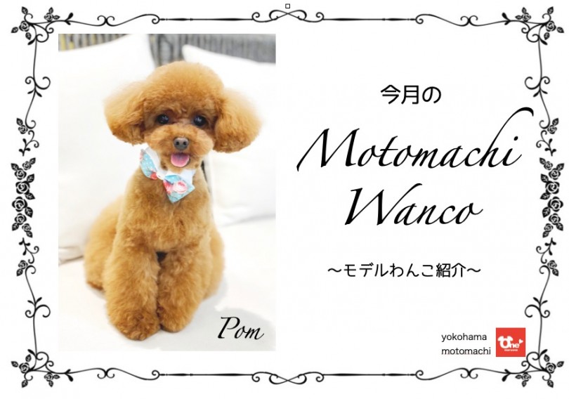 【 元町トリミング 】第一回Motomachi Wancoモデル犬紹介！