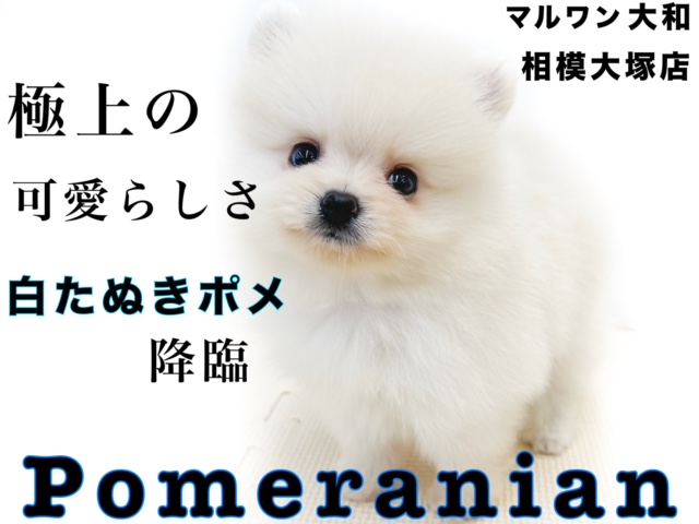 【 ポメラニアン 】小さめの白タヌキポメ！極上の可愛さ＆笑顔を持つアイドル犬！