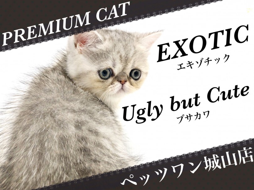 【 エキゾチック 】可愛すぎる鼻ぺちゃブサカワ猫