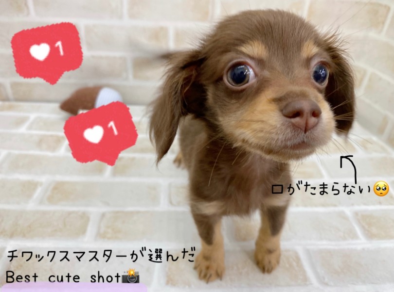 唯一無二の愛らしい顔つきと幼い体型をしたMIXの中でも大人気のチワックスくん！ | MIX犬 チワックス （116595） - 下丸子店