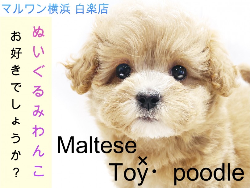 Mix マルチーズとトイプードルのハーフ犬 ぬいぐるみ系わんこはお好き マルワンblog ペットショップ マルワン 小さめ子犬 美形な子猫 初心者安心のサポート