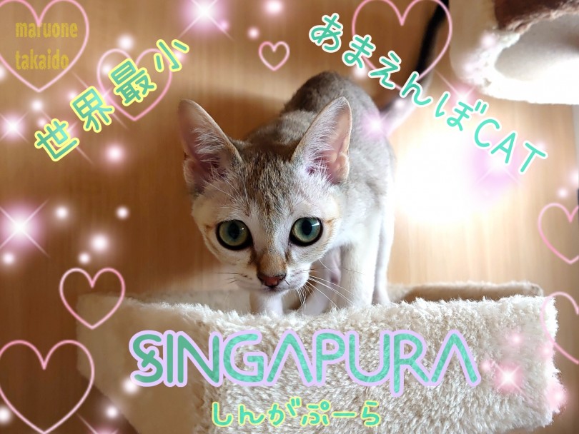 【 シンガプーラ 】生後4か月半でたったの1.5kg！モデル体型の世界最小ネコ！