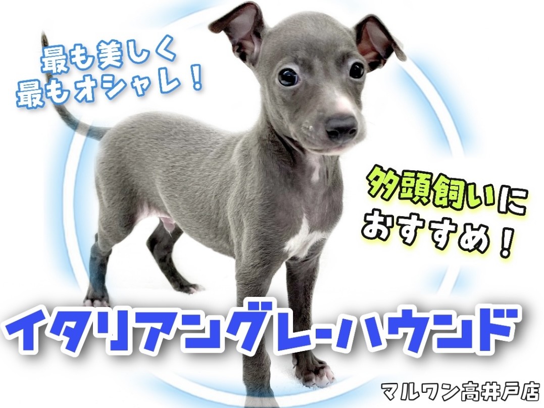 イタリアングレーハウンド 】多頭飼いにオススメ！美しく優しい