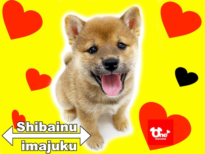 柴犬 】ライフログ〜最新情報をお届け！生後2ヶ月の赤柴女の子編