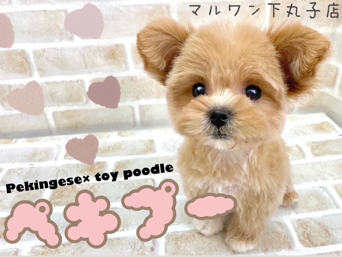 ペキプー 】まるでぬいぐるみ！？完璧なドワーフ体型の癒し系MIXが