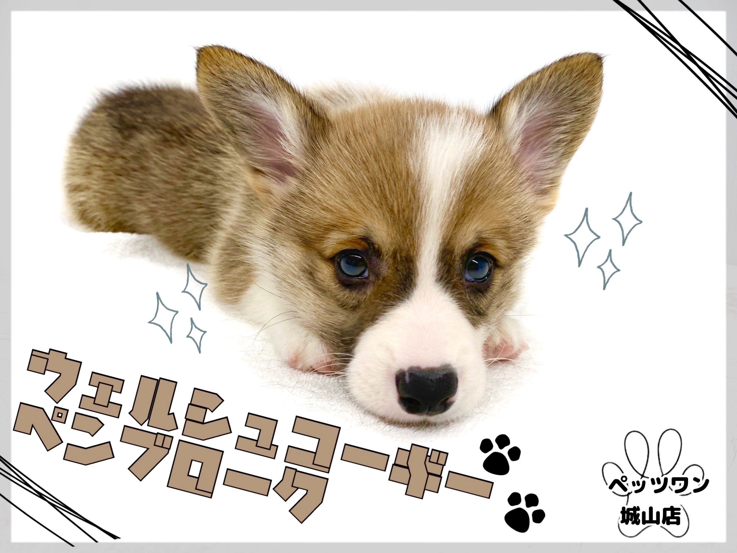 ウェルシュコーギーペンブローク プリっと可愛い桃尻のマイペースコーギー マルワンblog ペットショップ マルワン 小さめ子犬 美形な子猫 初心者安心のサポート