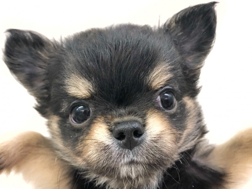 チワワ たぬき童顔 小さめ ドワーフ体型 パーフェクトな可愛い女の子登場 マルワンblog ペットショップ マルワン 小さめ子犬 美形な子猫 初心者安心のサポート