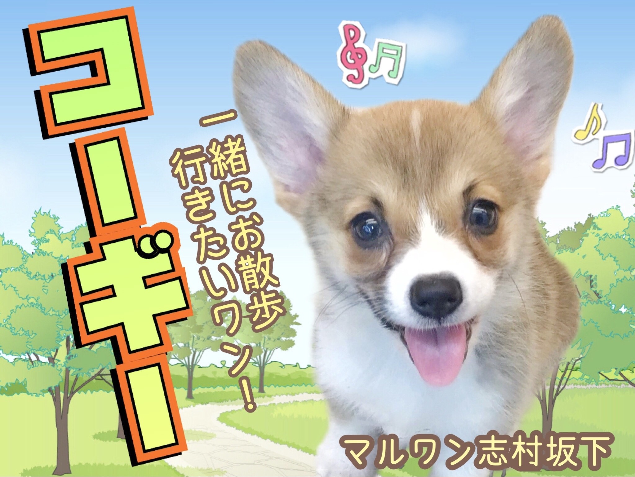 ウェルシュコーギーペンブローク 胴長短足のアクティブ キュートガール登場 マルワンblog ペットショップ マルワン 小さめ子犬 美形な子猫 初心者安心のサポート