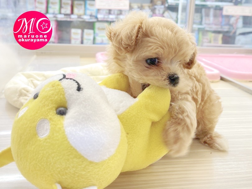 黄色い柴犬のキーちゃんと | MIX犬 マルプー （6131039） - 横浜 大倉山店