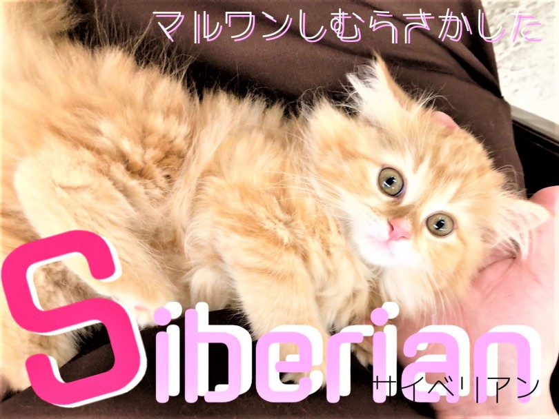 サイベリアン 低アレルゲン代表 豊かな被毛を纏ったとろける甘えん坊cat マルワンblog ペットショップ マルワン 小さめ子犬 美形な子猫 初心者安心のサポート