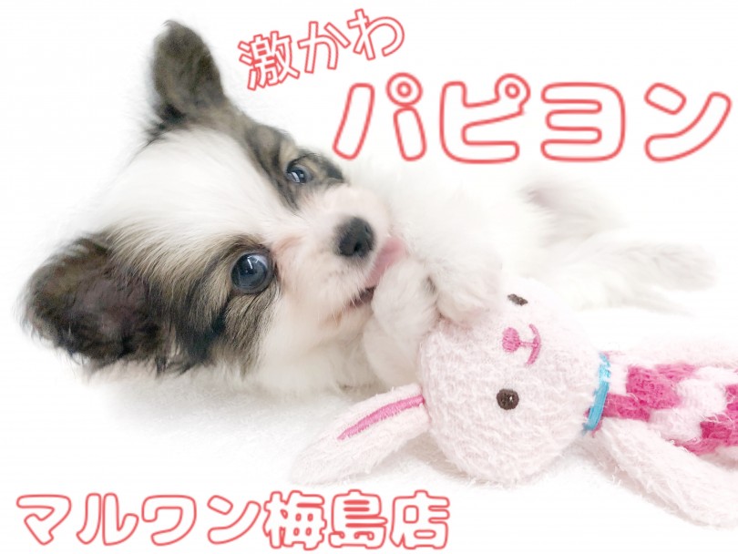 【 パピヨン 】おっとりな性格の子犬紹介！癒しを求めている方は注目です！