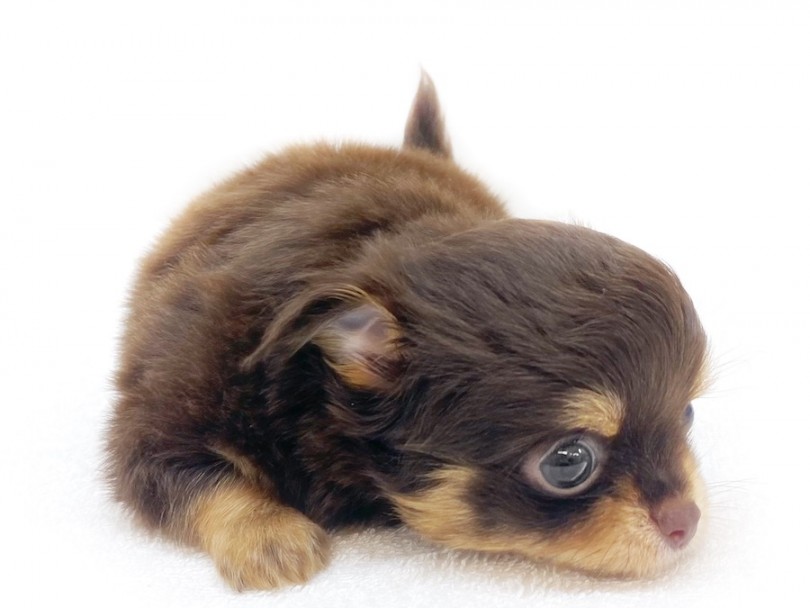 人気のチョコタンカラーをまとった手乗りサイズの世界最小犬 | チワワ （120417） - 横浜 今宿店