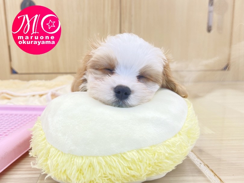 お昼寝 | MIX犬 キャバチーズ （6131047） - 横浜 大倉山店