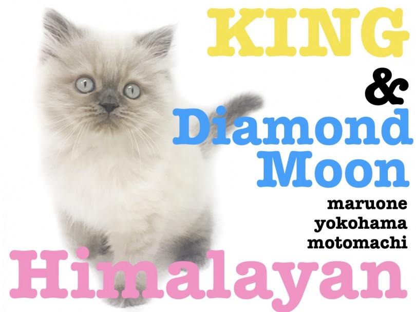【 ヒマラヤン 】ご家族、多頭飼いユーザー必見！王様と月のダイヤモンドの融合！
