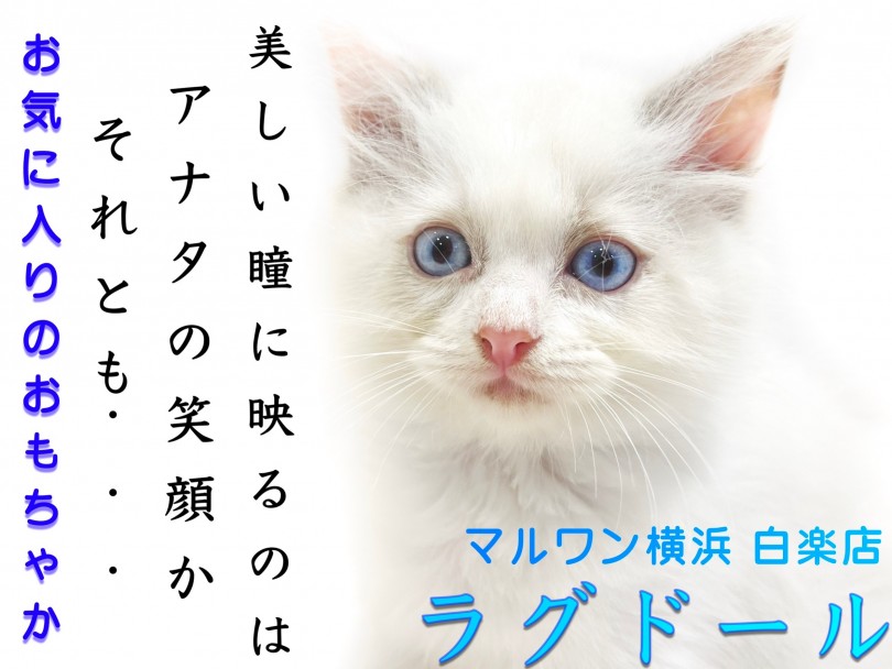 【 ラグドール 】青い瞳の大型猫！甘えん坊な性格やスキンシップで大切な事をご紹介