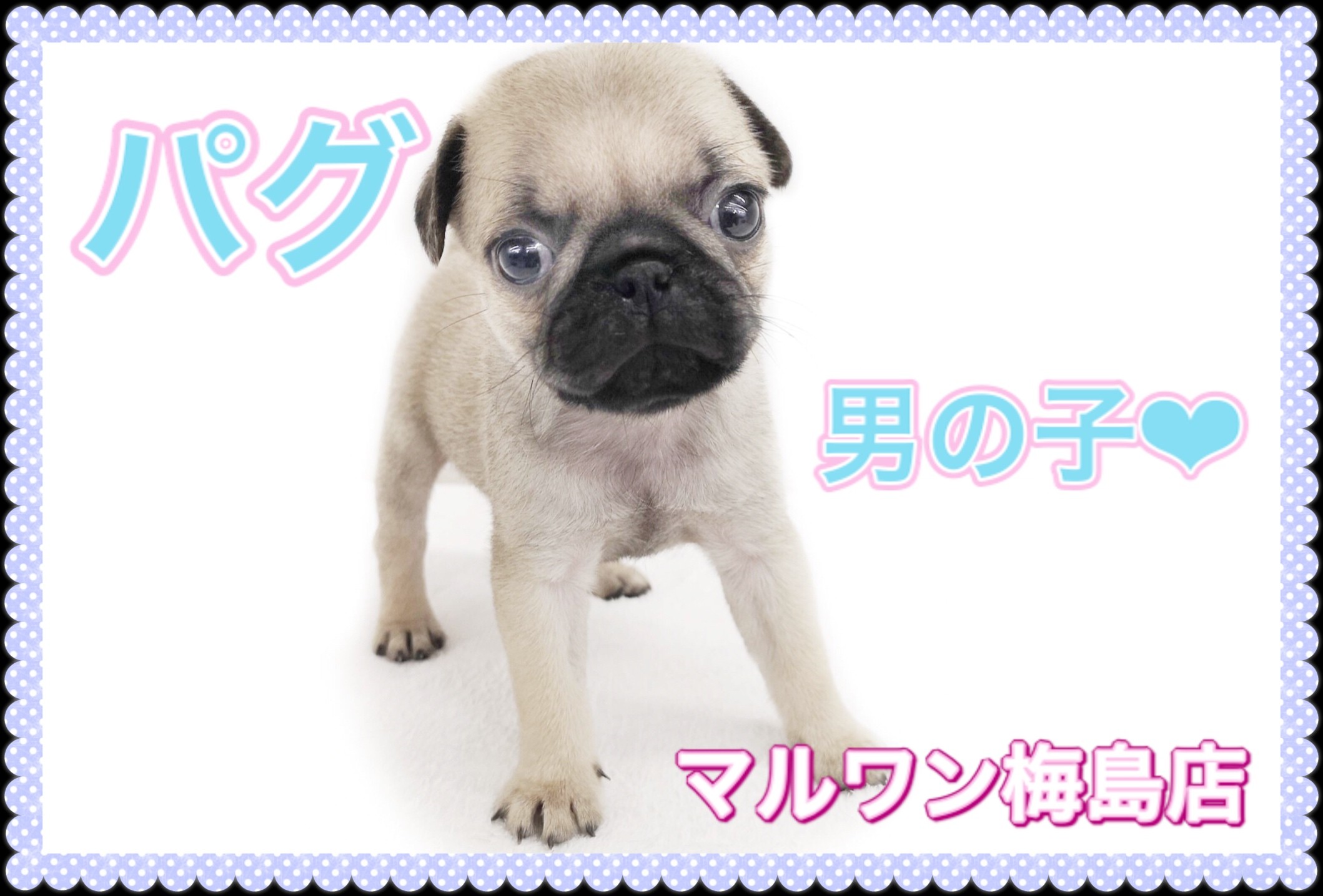 パグ 生後3か月で2 2kgの小さめサイズ 簡単お手入れ講座 マルワンblog ペットショップ マルワン 小さめ子犬 美形な子猫 初心者安心のサポート