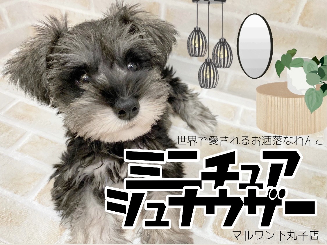 シュナウザーさま 51EgtBzXXdL._AC_SL1000_grande.