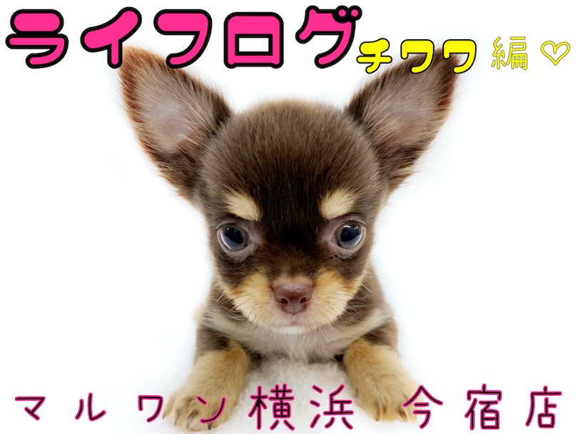 チワワ 】ライフログVOL2〜最新情報をお届け！〜チョコタンチワワ生後