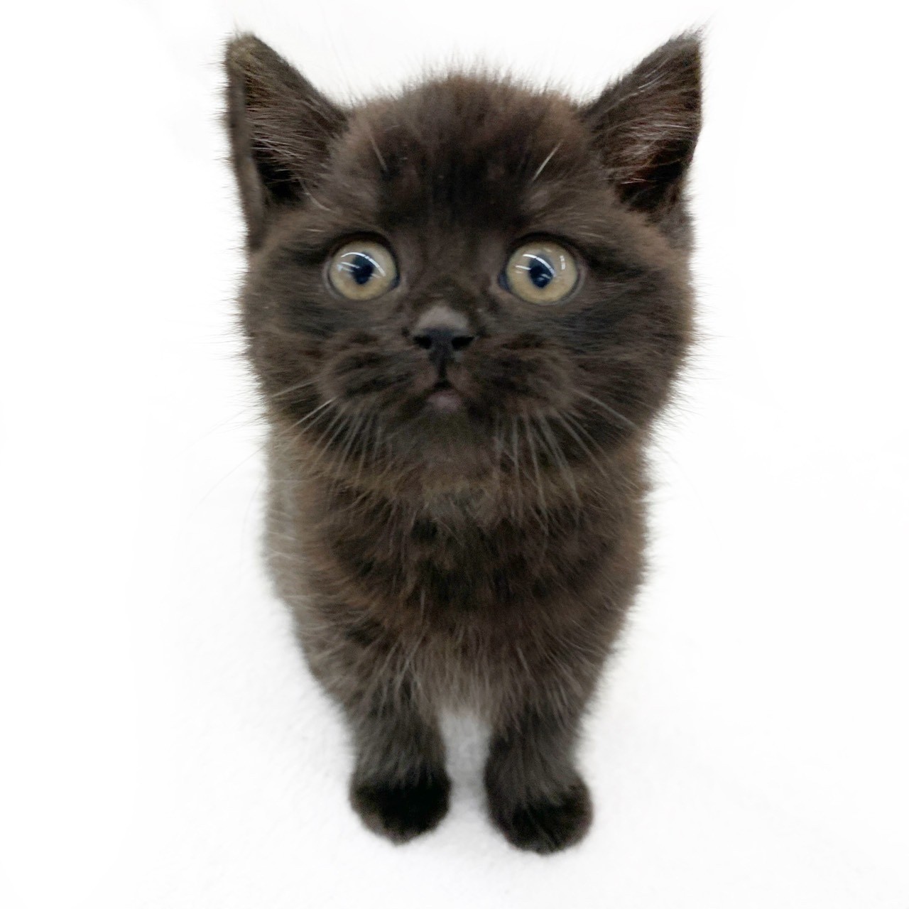 【即日発送】全32種／つぶらな瞳の犬と猫　すこてぃっしゅふぉーるど　くろねこ 楽天市場】特価YL【つぶらな瞳の 犬 猫 びっぐ ぬいぐるみ 62cm