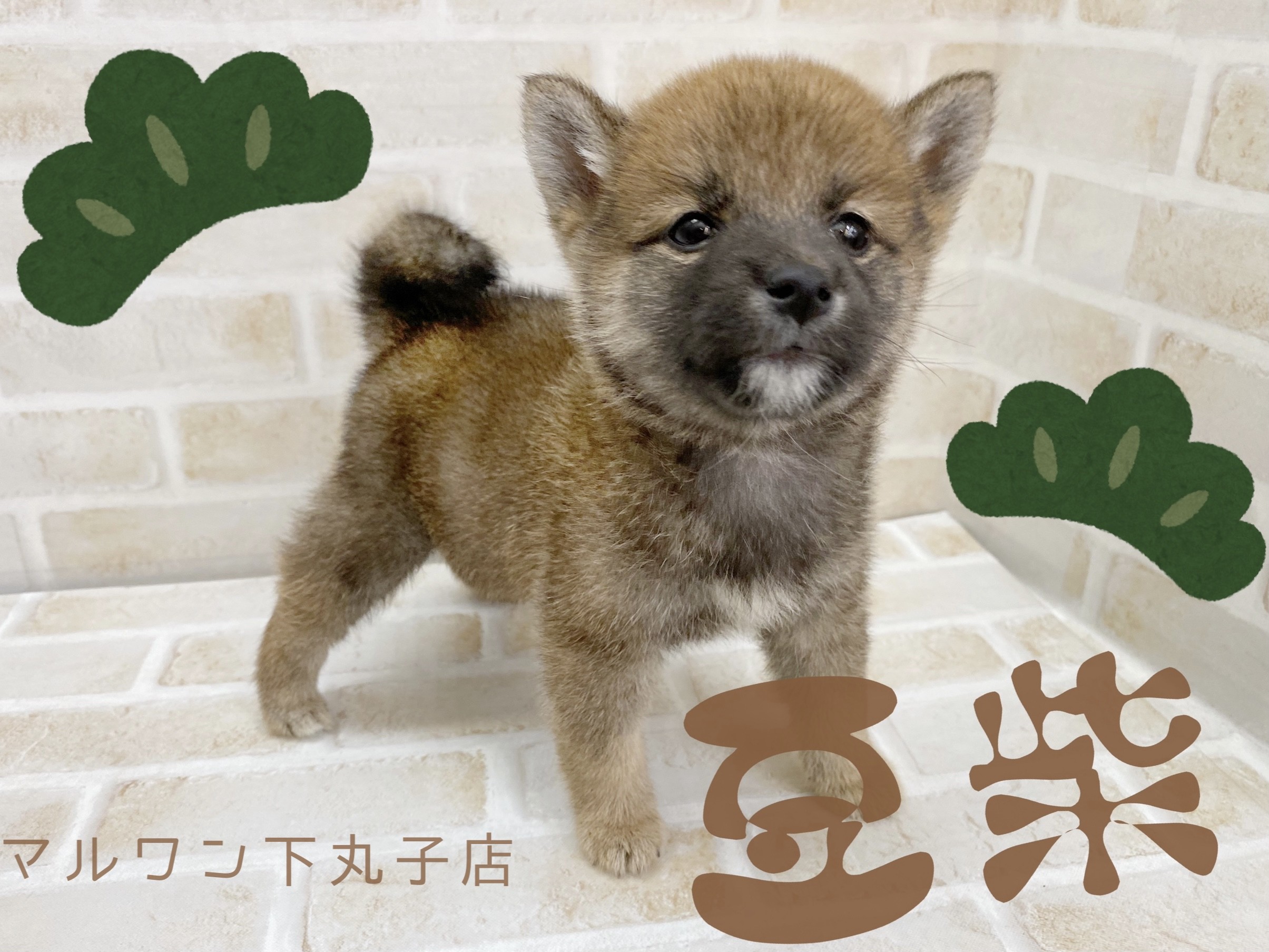 日本庭園にヒヨコと柴犬♪♪ 日本庭園にヒヨコと柴犬♪♪