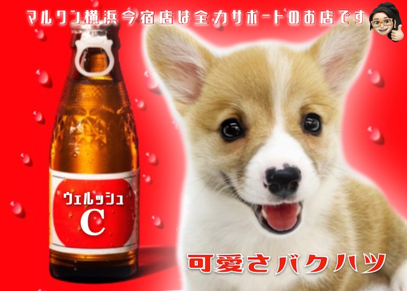 コーギー 】桃尻で短足が魅力！レッド＆ホワイトのウェルッシュC