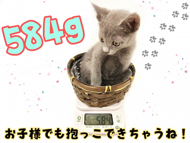 成猫時は3.0~4.0kg程度を予想 | ロシアンブルー （150214） - 東川口店