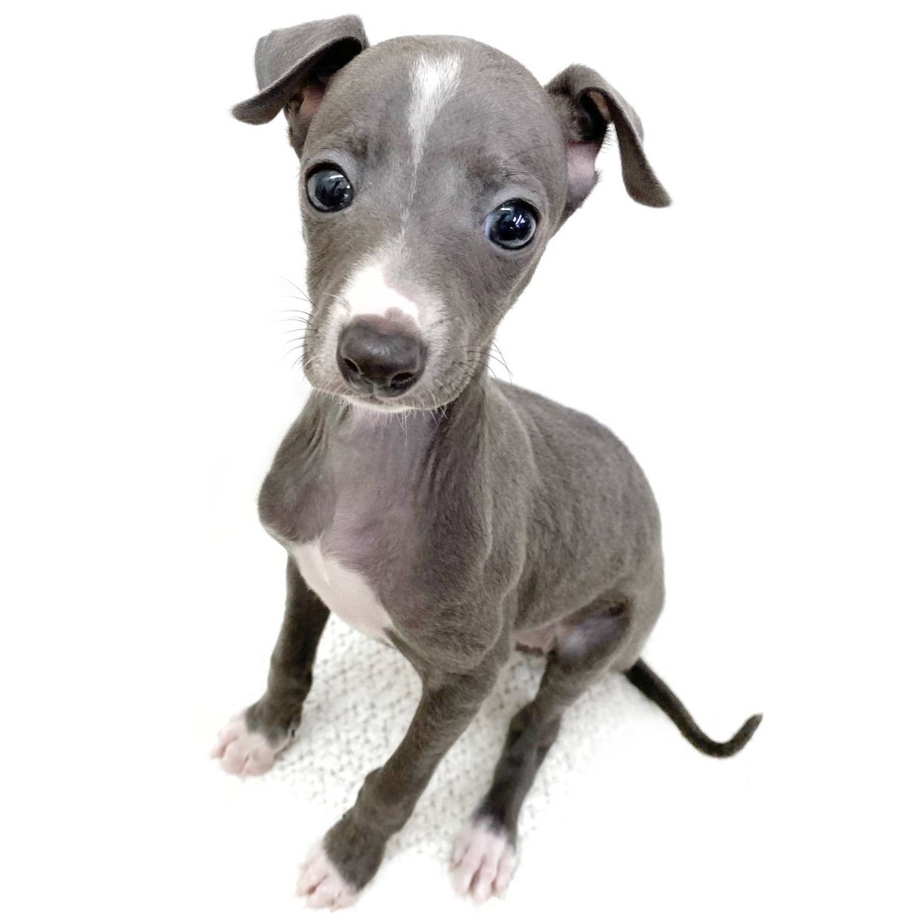 ピピページ❣️イタリアングレーハウンド イタリアングレーハウンドの