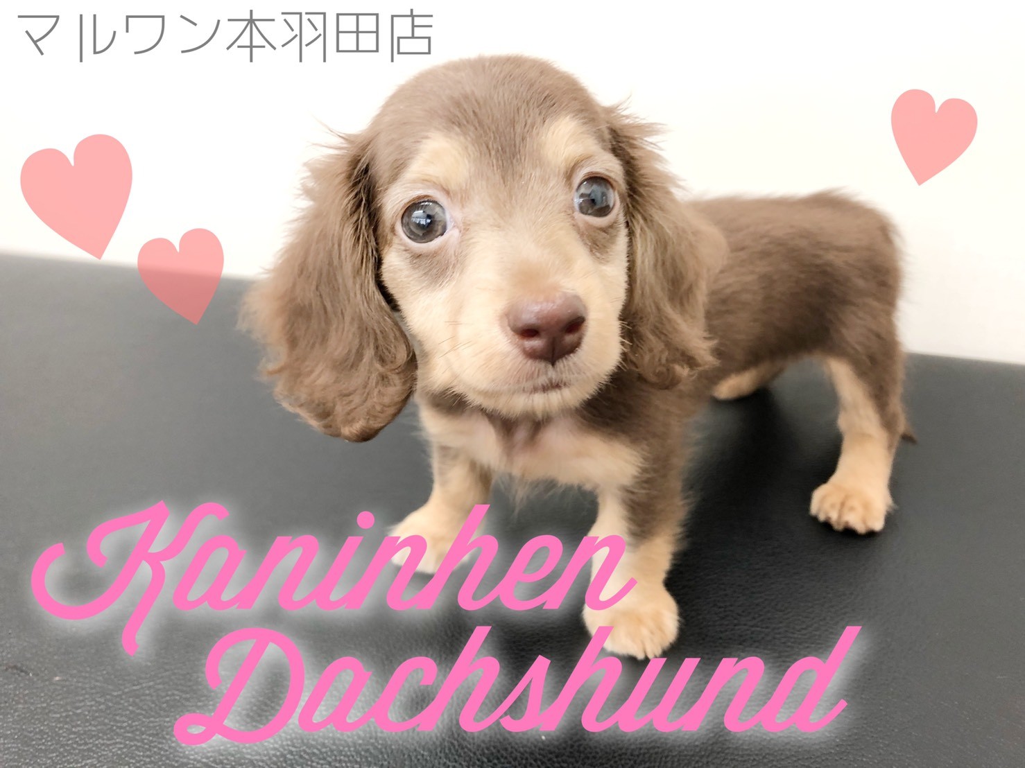 カニンヘンダックス 胴長短足が可愛すぎる人気色チョコタンベイビーが登場 マルワンblog ペットショップ マルワン 小さめ子犬 美形な子猫 初心者安心のサポート