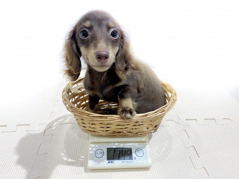 成犬時の体重は4kg前後のコンパクトダックス | ミニチュア・ダックスフント （11838） - 横浜 白楽店