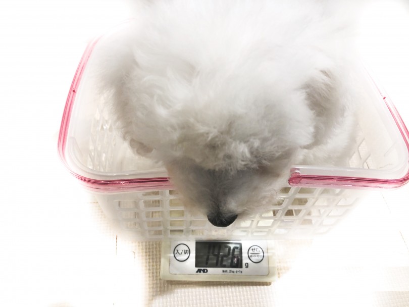 成犬時の予想体重は5kg前後 | ビションフリーゼ （11852） - 横浜 白楽店