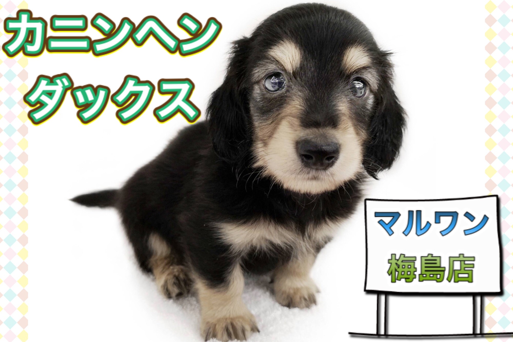 ペットガニック　まずるさま ペットガニック マジックカーブ 7インチ - メルカリ