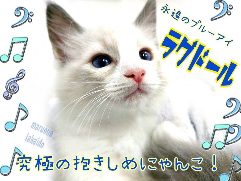 【 ラグドール 】東京イチの抱っこ好きネコ！膝の上が大好きな性格は初心者向き！