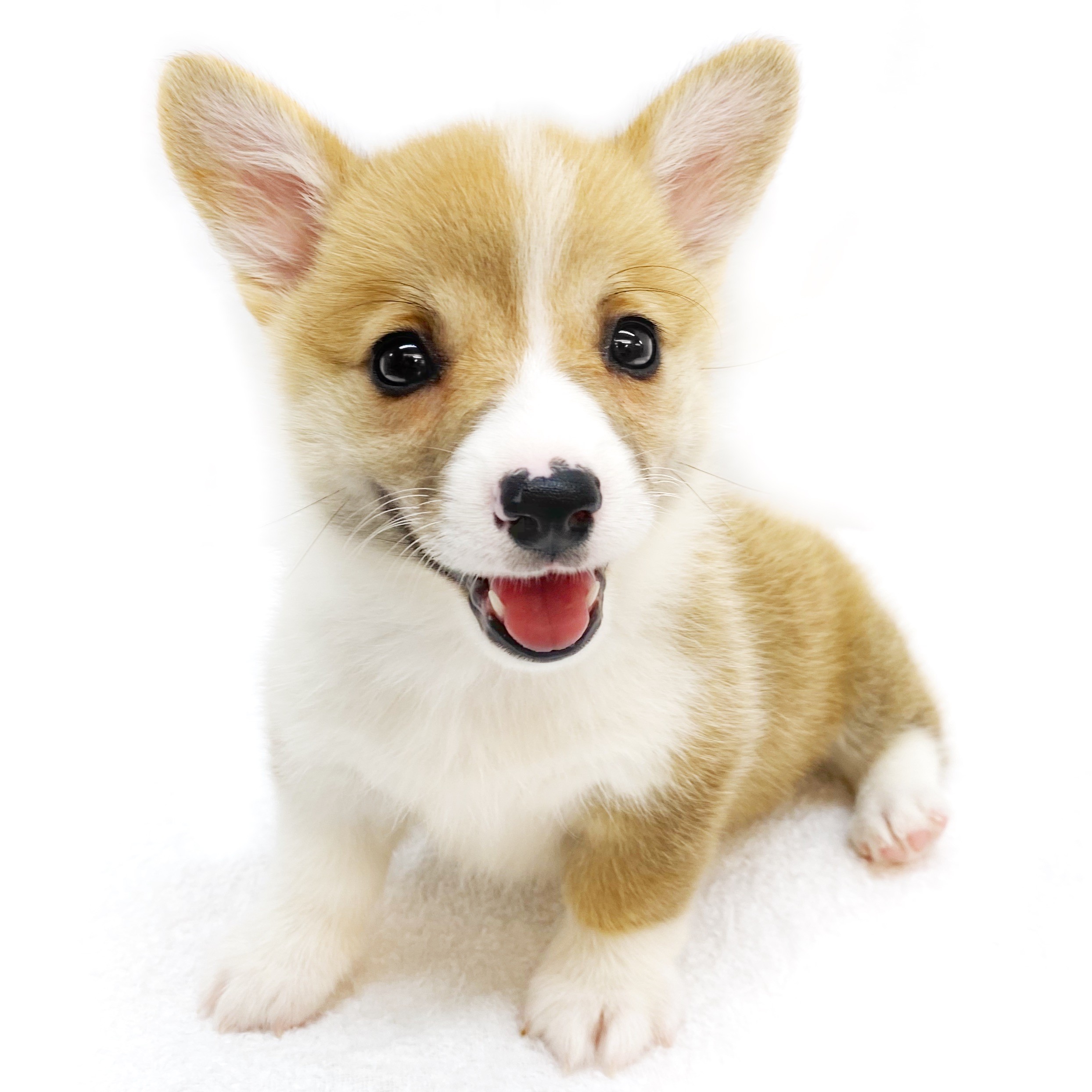 ウェルシュコーギーペンブローク ペットショップ マルワン 小さめ子犬 美形な子猫 初心者安心のサポート