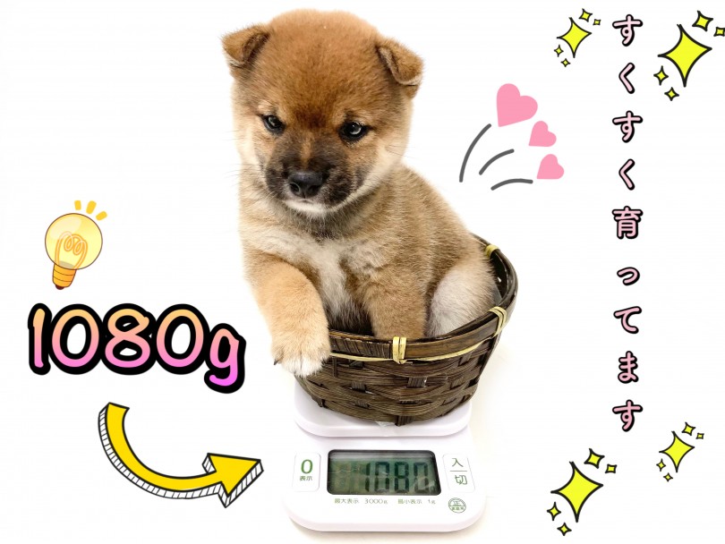 生後約2ヵ月時点、通常の柴犬と比べてしまうと圧巻の小ささです♪ | 豆柴 （150212） - 東川口店