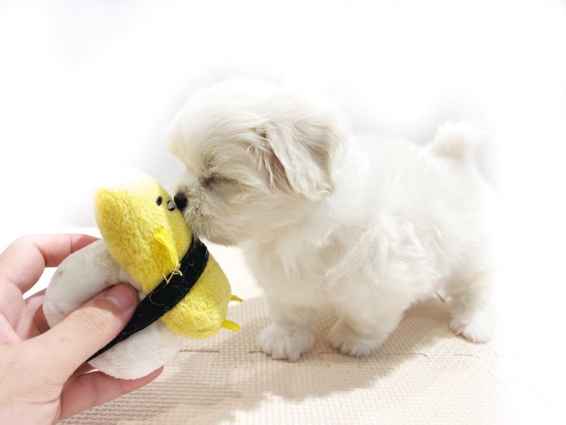 おもちゃにキス | MIX犬 マルニーズ （11861） - 横浜 白楽店