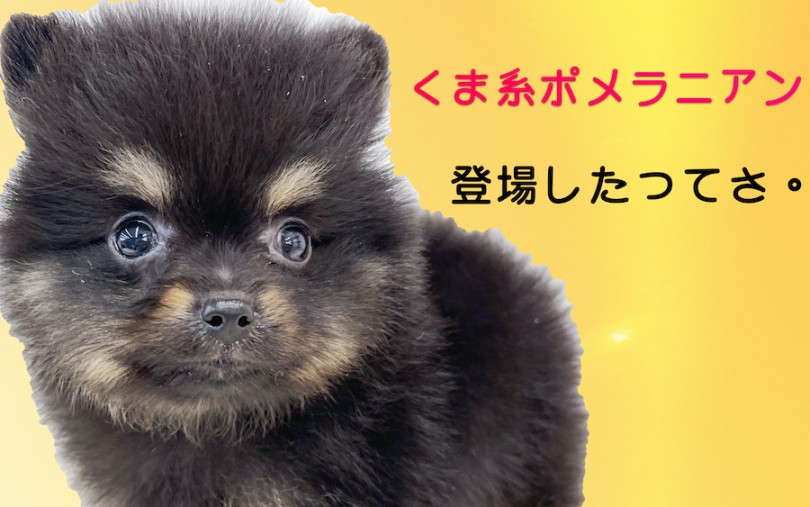 ポメラニアン レアカラーのブラックタン 小さめサイズのくまポメレビュー マルワンblog ペットショップ マルワン 小さめ子犬 美形な子猫 初心者安心のサポート