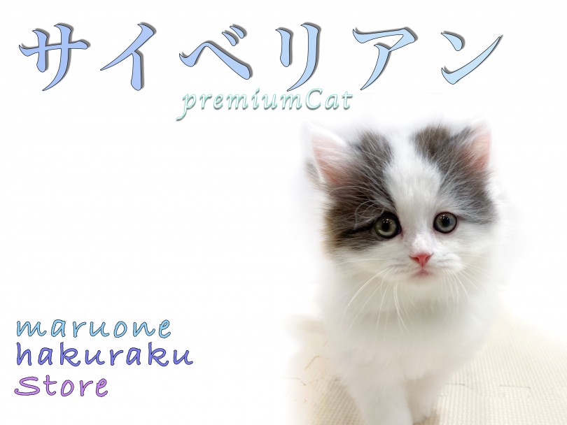 【 サイベリアン 】注目の少アレルゲン猫！優しい性格で飼いやすく人気急上昇！