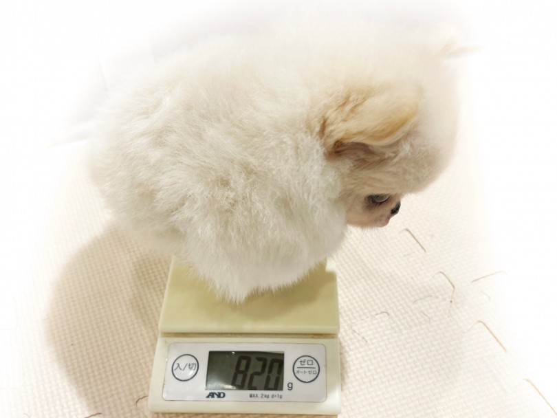 生後2ヶ月の時点で820gと小さめサイズ！ | MIX犬 ペキポメ （11856） - 横浜 白楽店