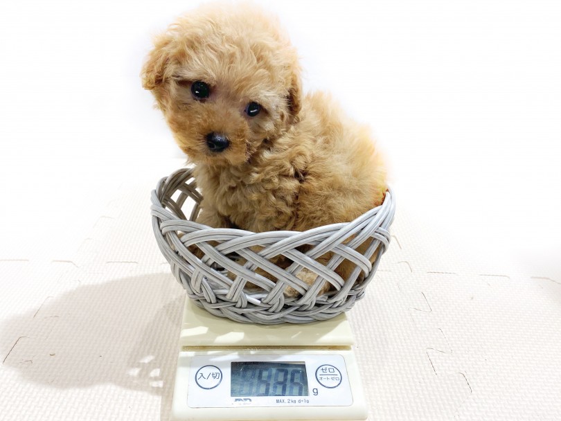 成犬時は3.5kg前後と小柄な子に成長をしていく予定 | MIX犬 マルプー （11858） - 横浜 白楽店