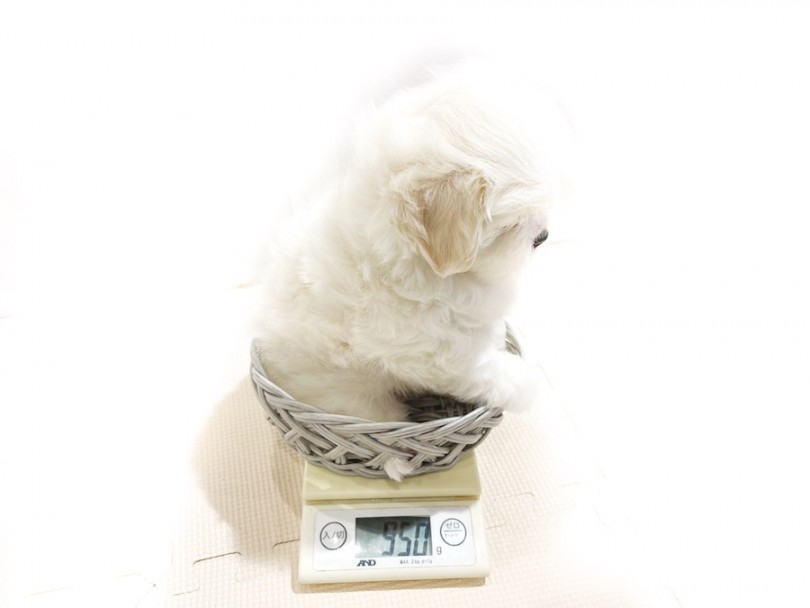生後59日時点の体重は950g！ | MIX犬 マルニーズ （11861） - 横浜 白楽店