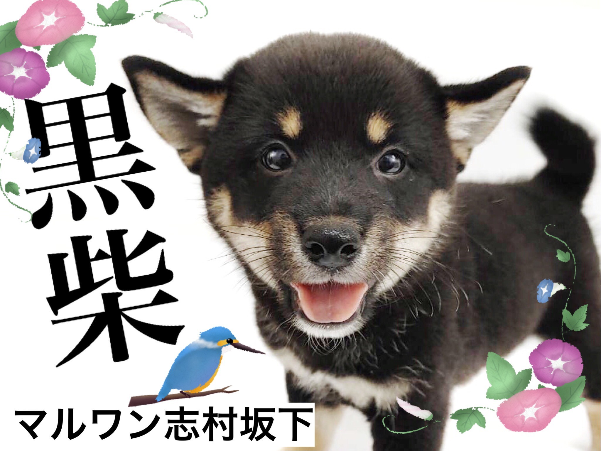 柴犬 凛々しさ抜群のブラックボディ 輝く瞳のイケメン黒柴君登場 マルワンblog ペットショップ マルワン 小さめ子犬 美形な子猫 初心者安心のサポート